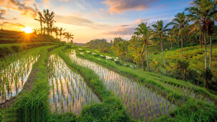 Bali - Jatiluwih Reisterrassen